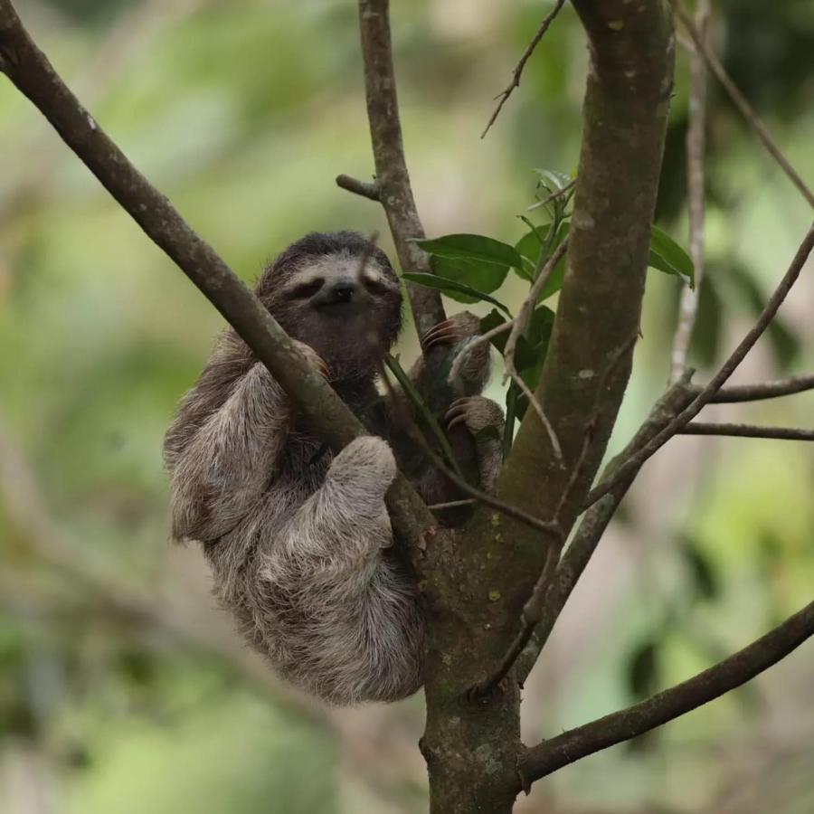 El Valle De Anton La Chachalaca المظهر الخارجي الصورة