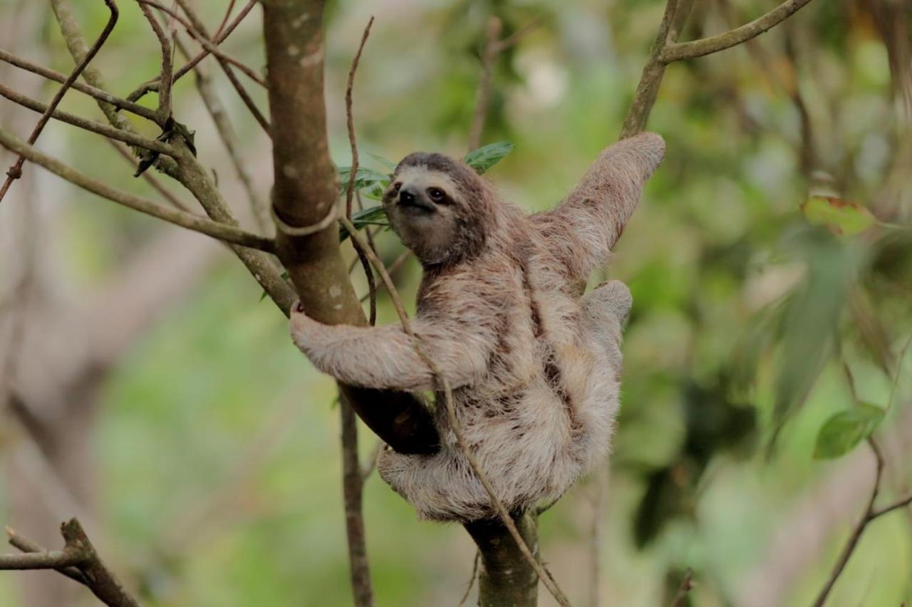 El Valle De Anton La Chachalaca المظهر الخارجي الصورة