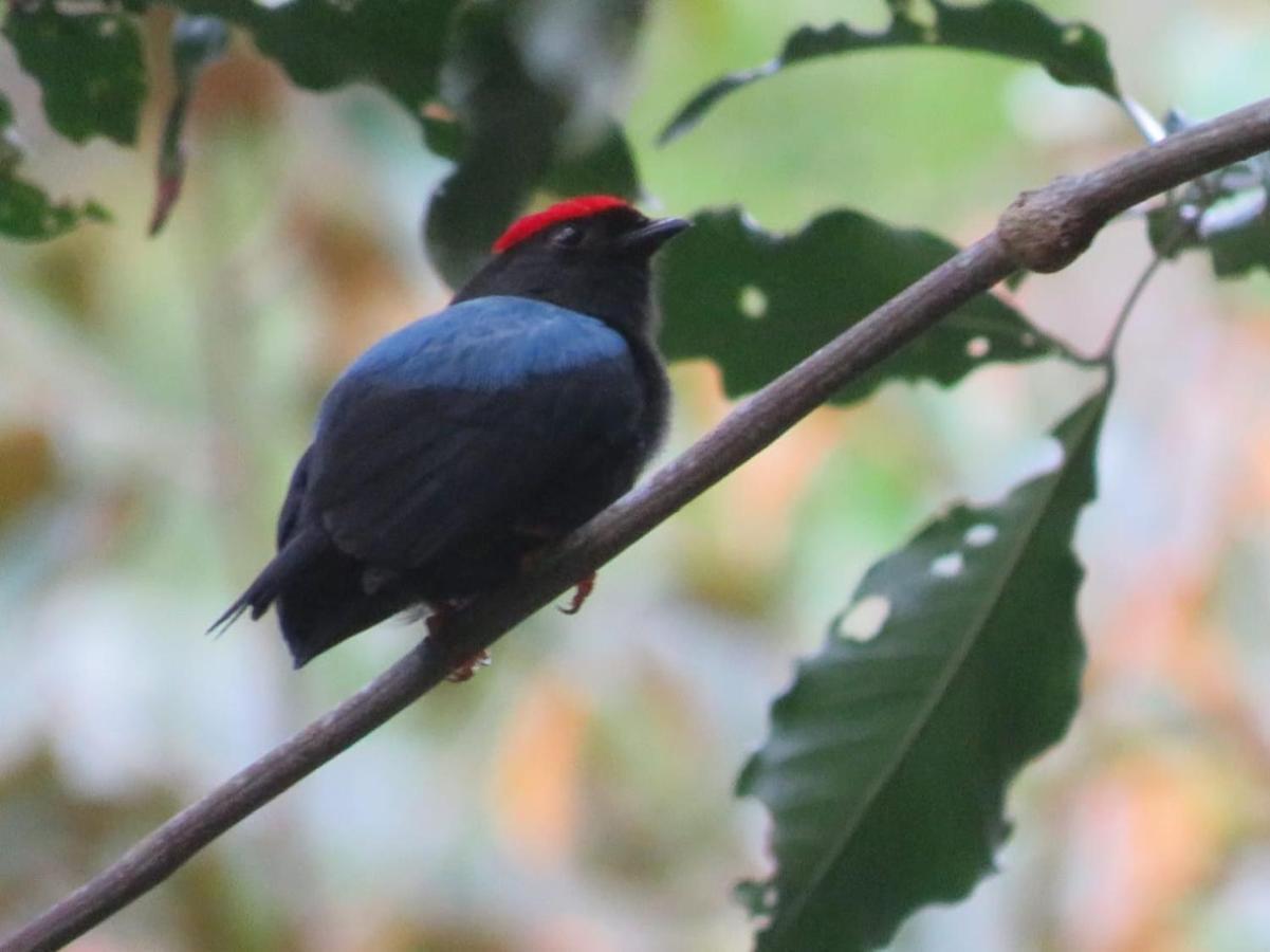 El Valle De Anton La Chachalaca المظهر الخارجي الصورة