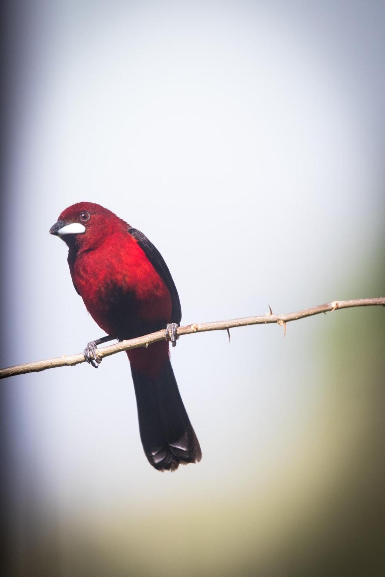 El Valle De Anton La Chachalaca المظهر الخارجي الصورة