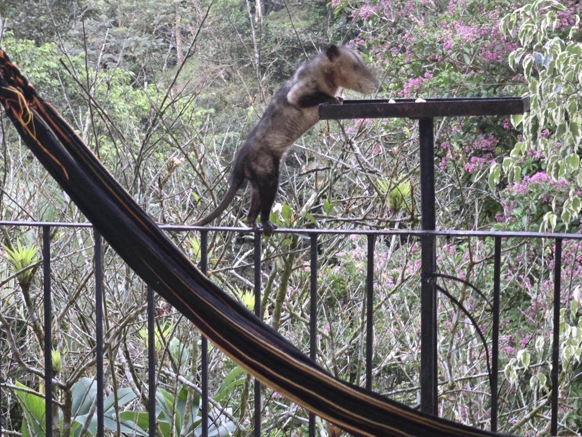 El Valle De Anton La Chachalaca المظهر الخارجي الصورة