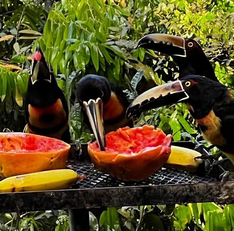 El Valle De Anton La Chachalaca المظهر الخارجي الصورة