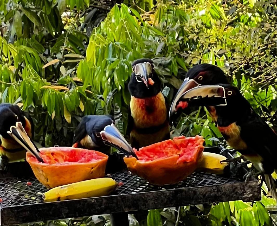 El Valle De Anton La Chachalaca المظهر الخارجي الصورة