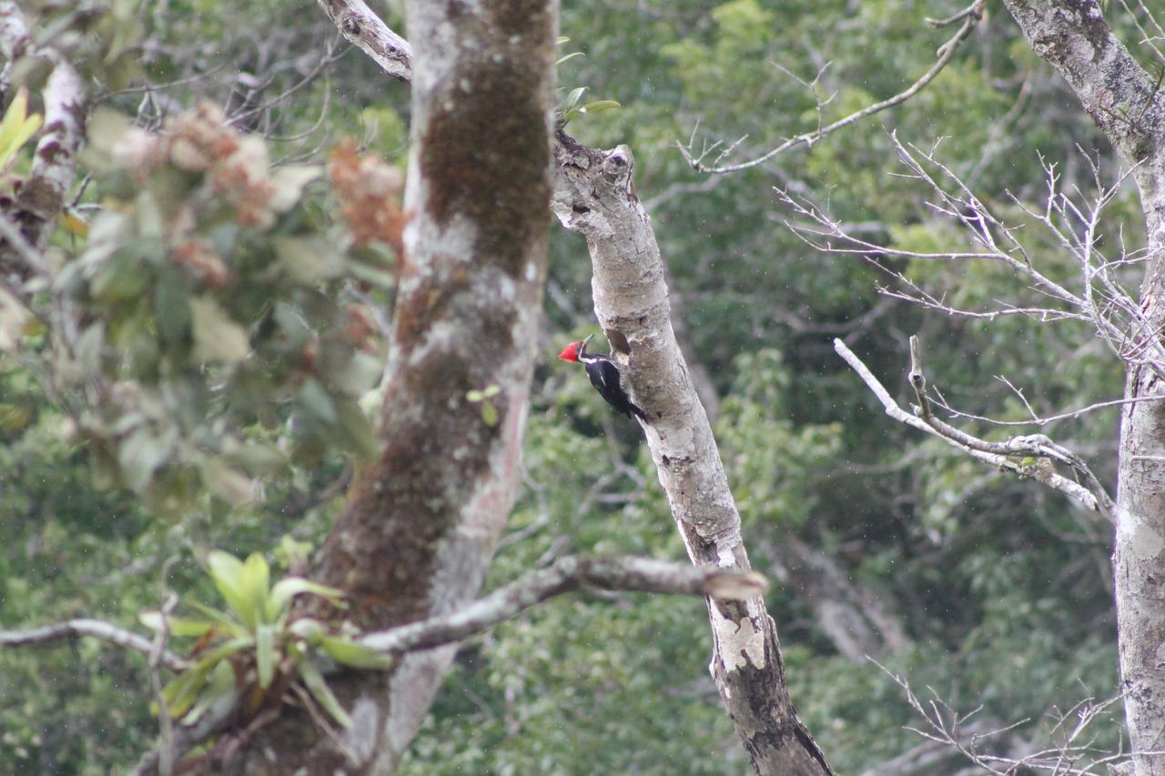 El Valle De Anton La Chachalaca المظهر الخارجي الصورة