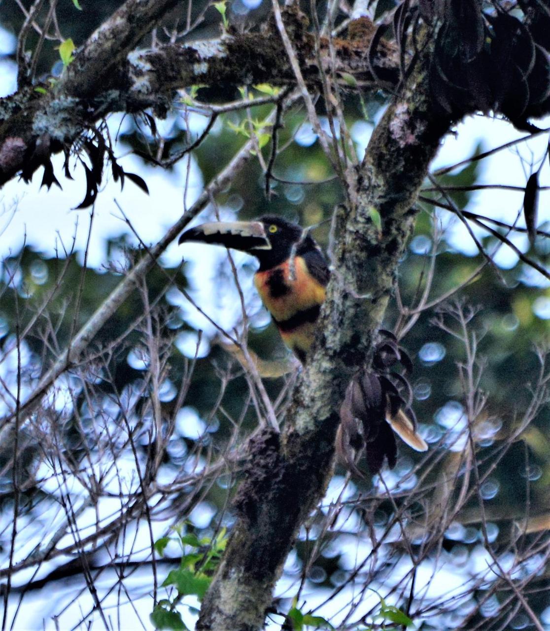 El Valle De Anton La Chachalaca المظهر الخارجي الصورة