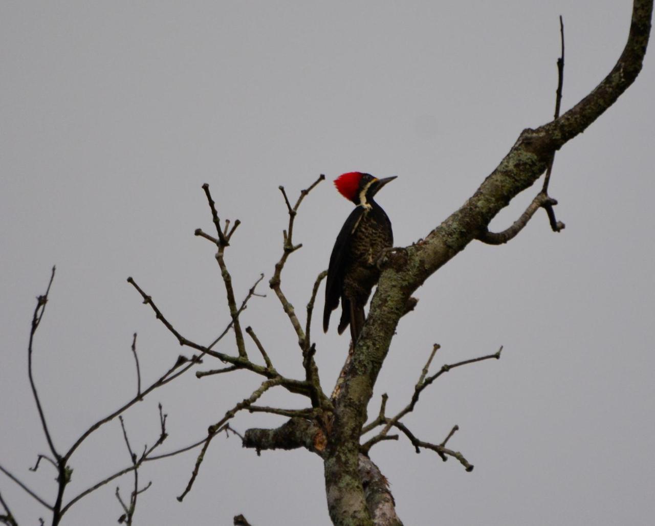 El Valle De Anton La Chachalaca المظهر الخارجي الصورة