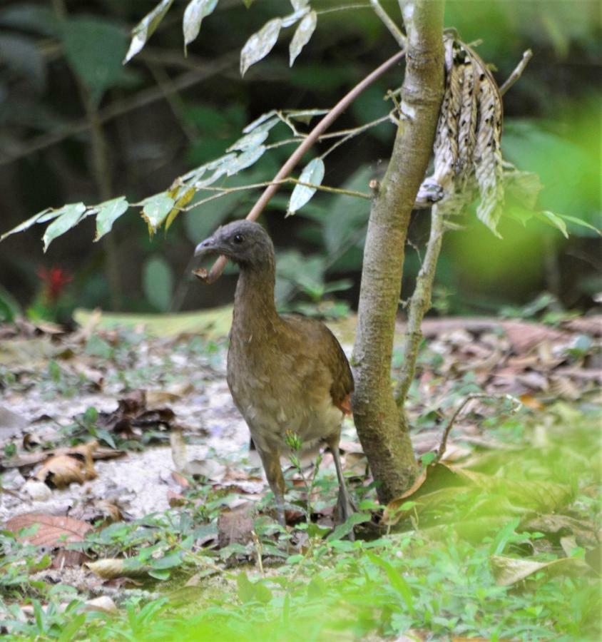 El Valle De Anton La Chachalaca المظهر الخارجي الصورة