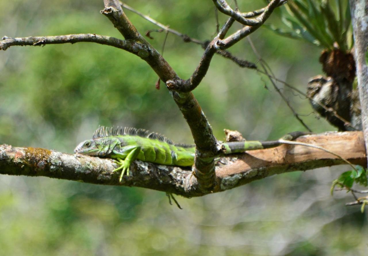 El Valle De Anton La Chachalaca المظهر الخارجي الصورة