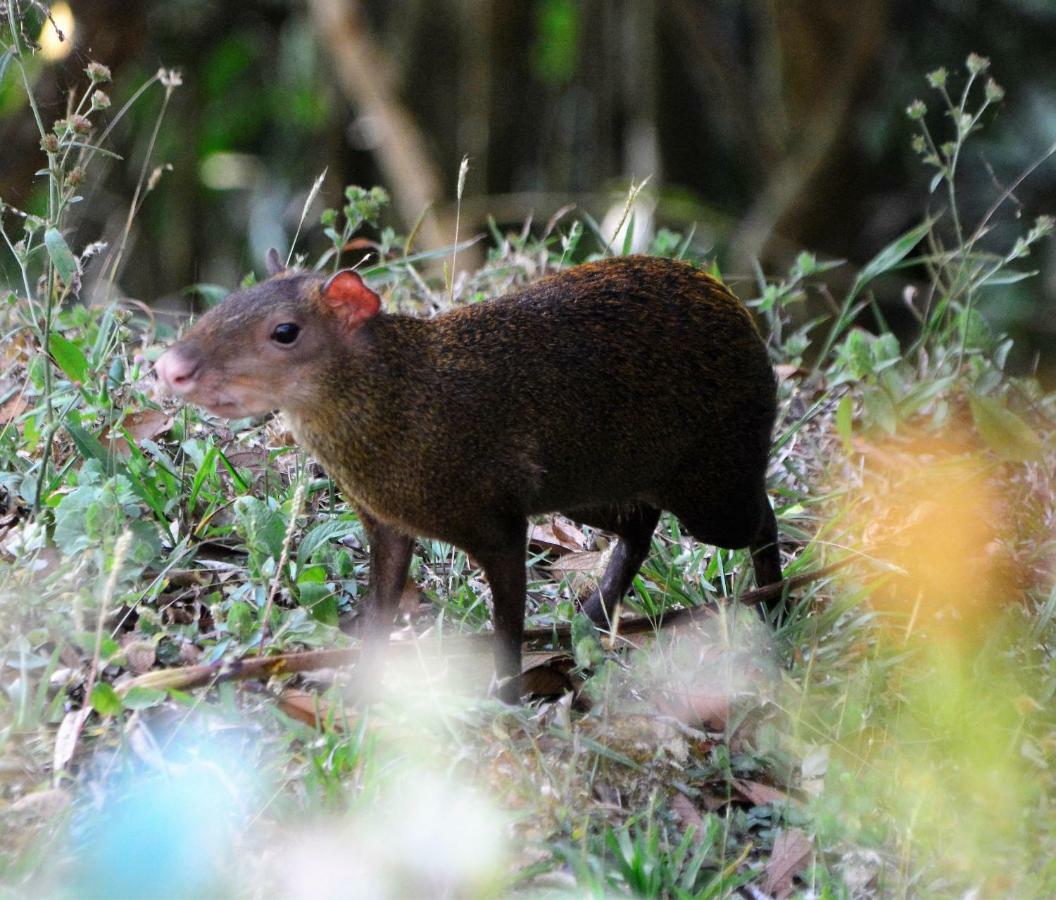 El Valle De Anton La Chachalaca المظهر الخارجي الصورة