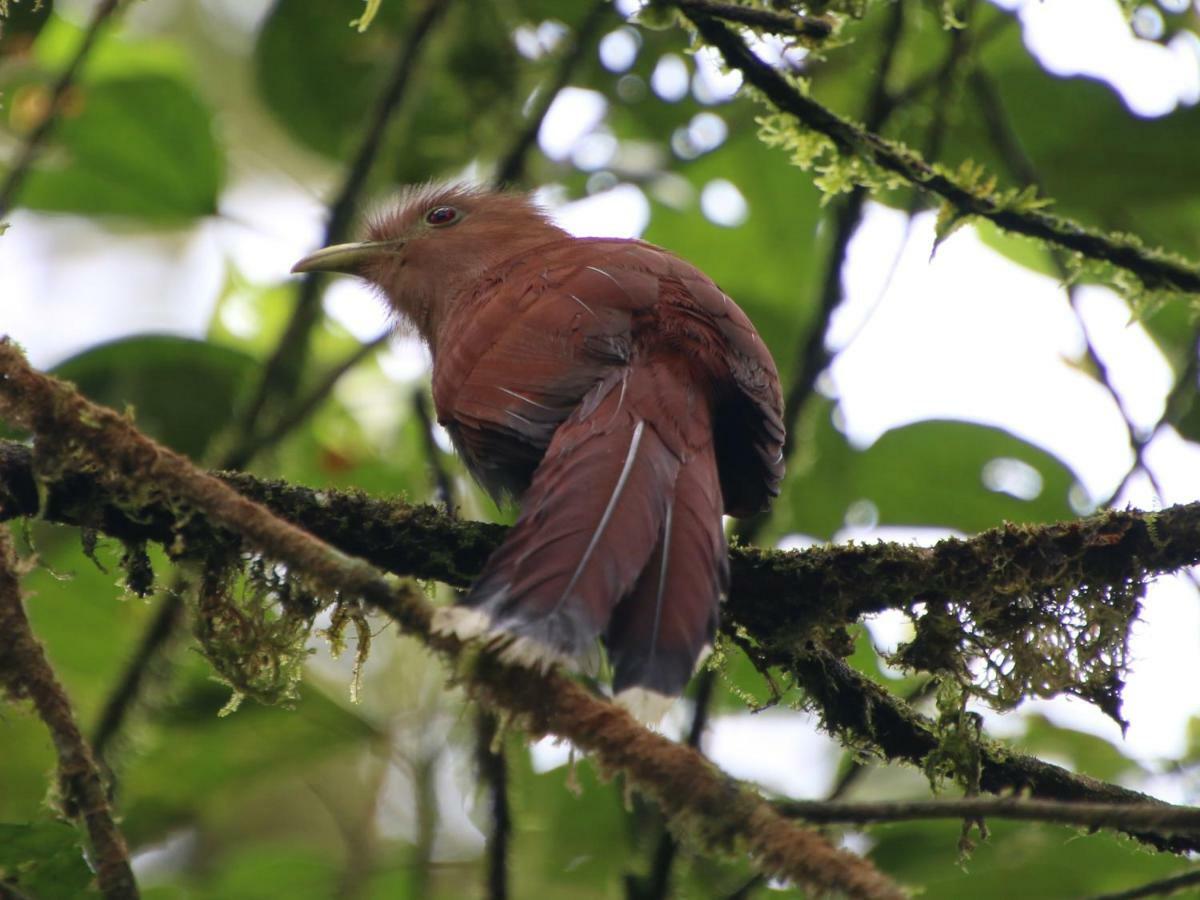 El Valle De Anton La Chachalaca المظهر الخارجي الصورة