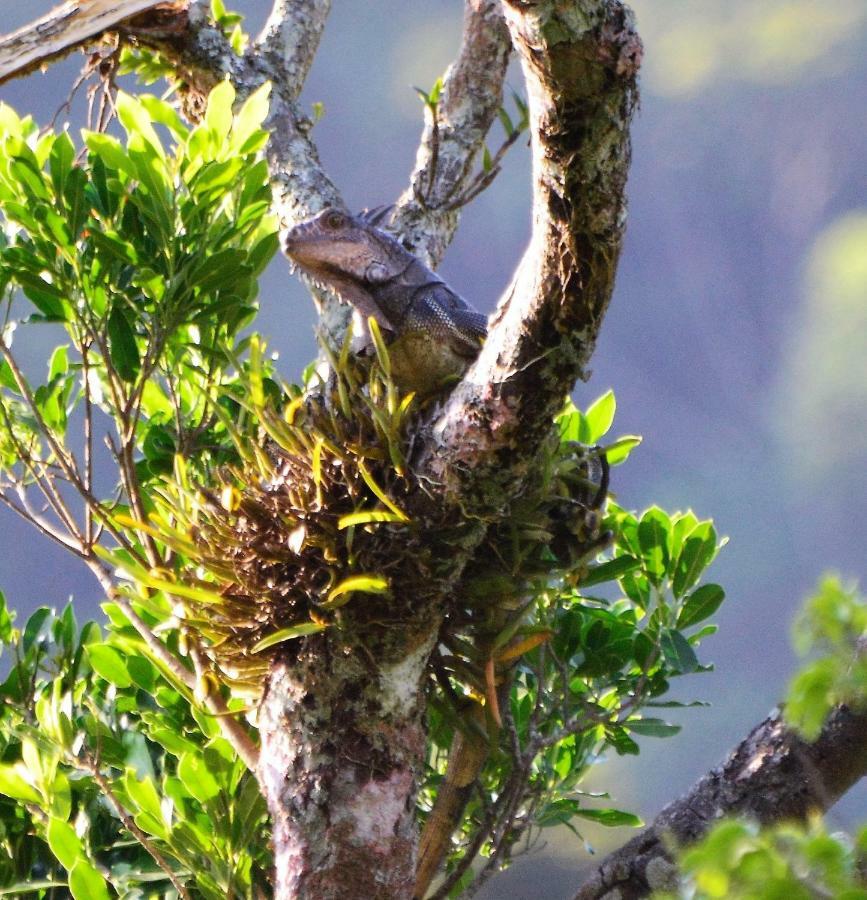 El Valle De Anton La Chachalaca المظهر الخارجي الصورة