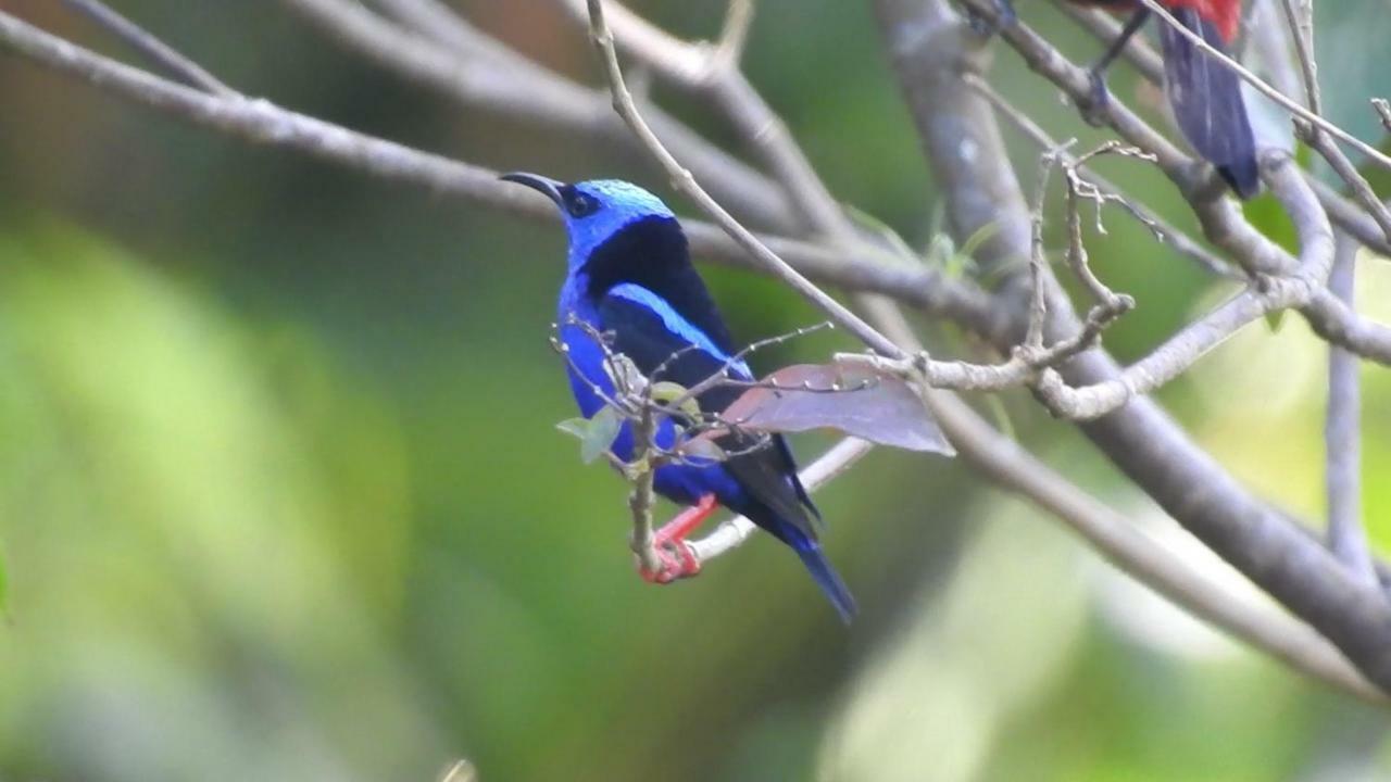 El Valle De Anton La Chachalaca المظهر الخارجي الصورة