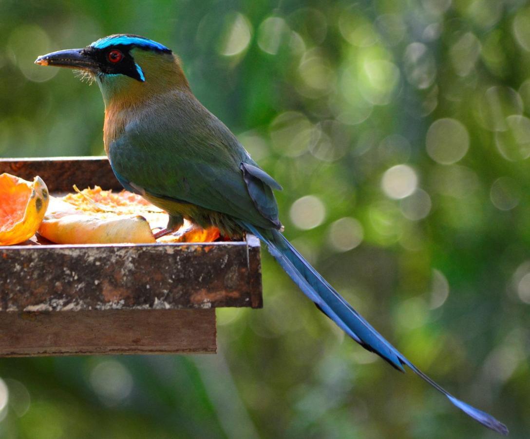 El Valle De Anton La Chachalaca المظهر الخارجي الصورة