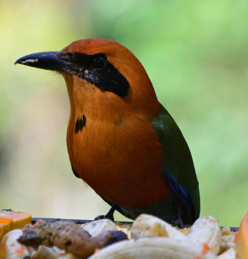 El Valle De Anton La Chachalaca المظهر الخارجي الصورة