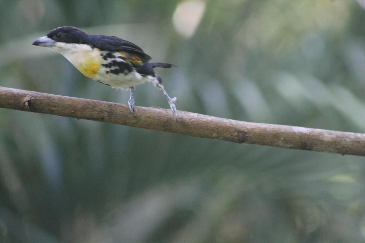 El Valle De Anton La Chachalaca المظهر الخارجي الصورة