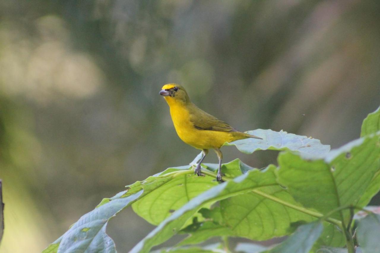 El Valle De Anton La Chachalaca المظهر الخارجي الصورة