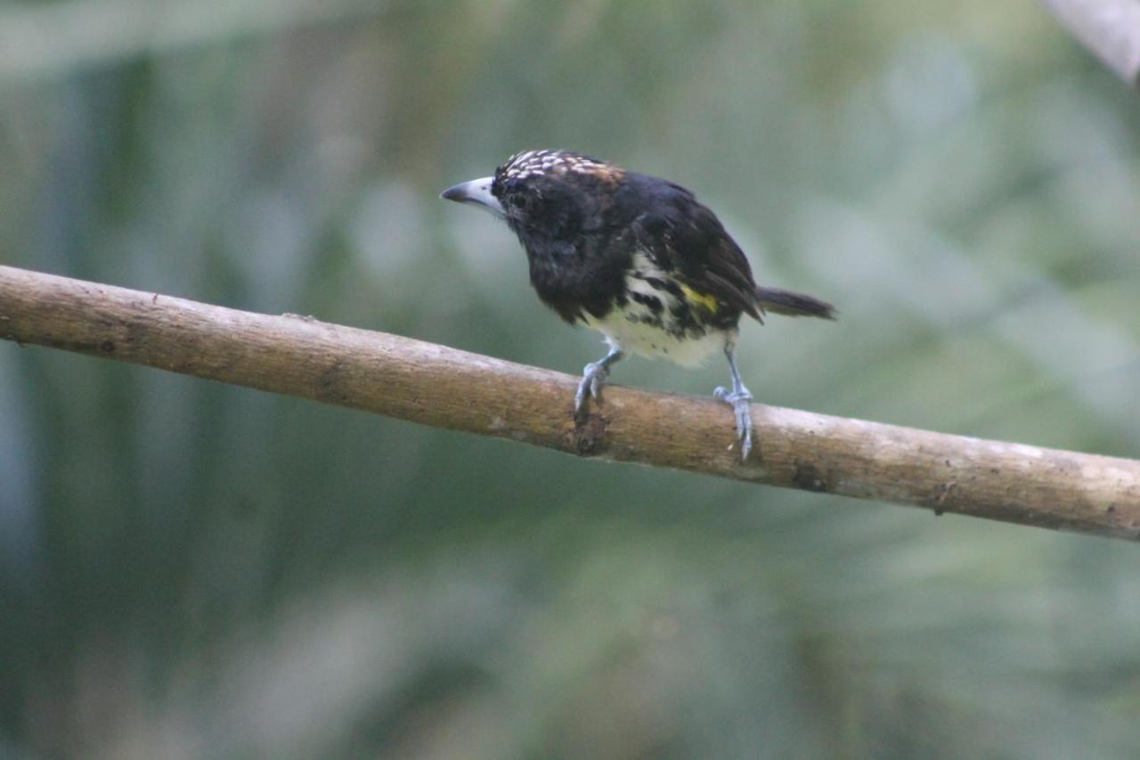 El Valle De Anton La Chachalaca المظهر الخارجي الصورة
