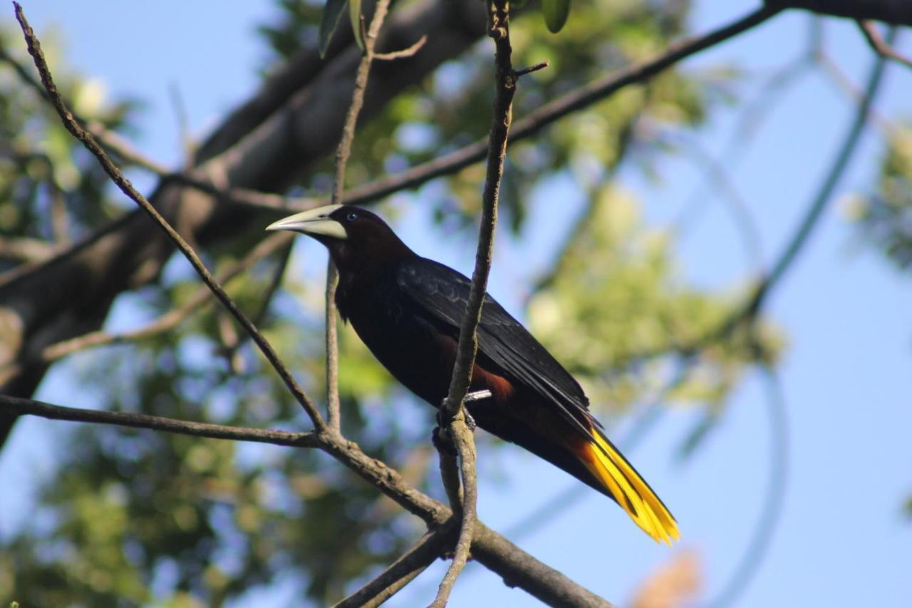 El Valle De Anton La Chachalaca المظهر الخارجي الصورة